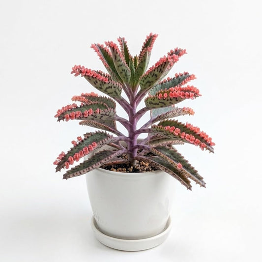 Kalanchoe Pink Butterfly Succulent – Live Plant in 2 Inch Pot, Rare Pink-Edged Variety, Rare Variegated Succulent for Indoor Decor and Sunny Windowsills