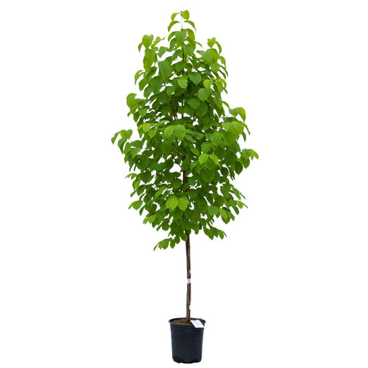 Autumn Brilliance Serviceberry, Four-Season Interest with Blooms and Berries, 1 gal. Nursery Pot, 1–2 ft Tree Height (Ships to 48 States Including CA & AZ)