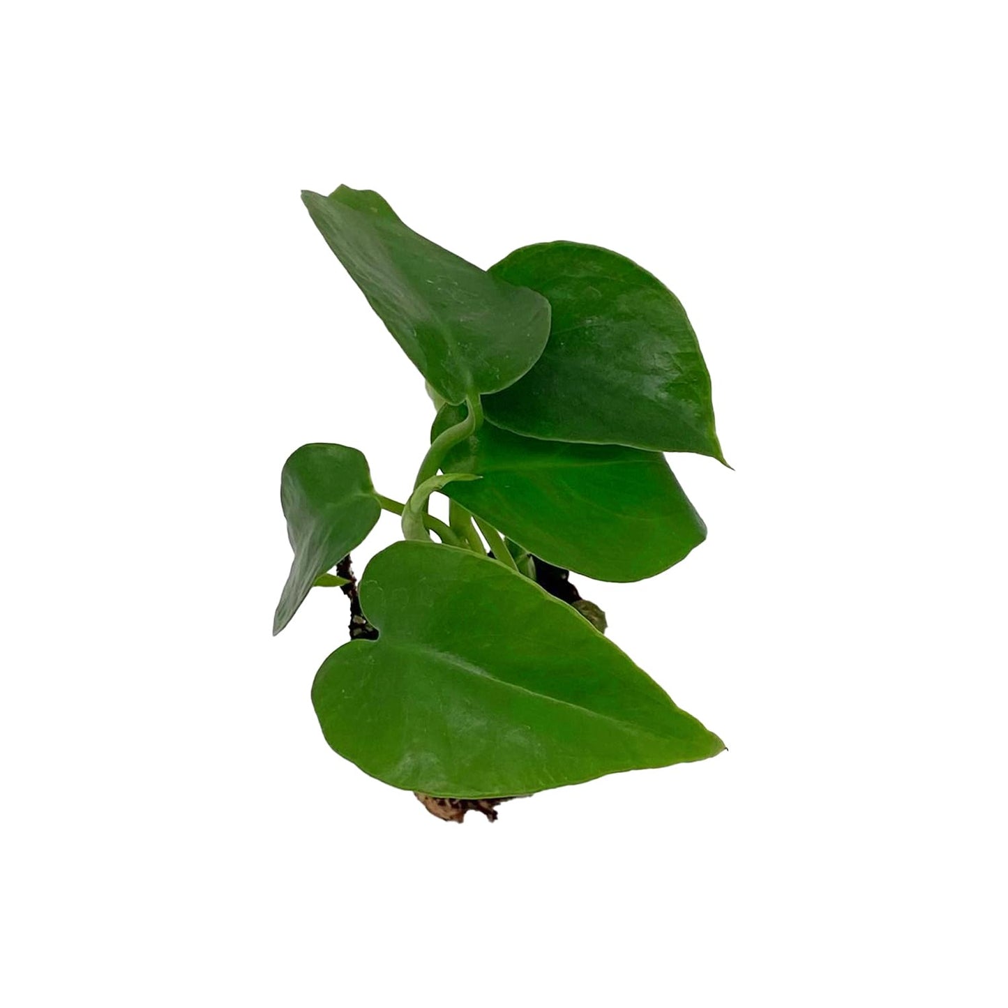 ragnaroc Monstera Deliciosa 2-4" 2ct – Live Plant for Indoor Outdoor Use, Garden & Landscaping – Live Arrival Guaranteed