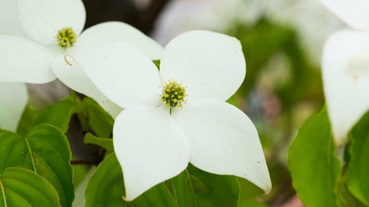 Live Plant - Kousa Japanese Dogwood Tree - 12-18" Tall Live Plant - Quart Pot - Cornus kousa