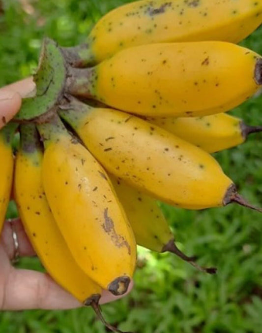Live Plant - Truly Tiny Musa Banana Plant Live Musa Banana Starter