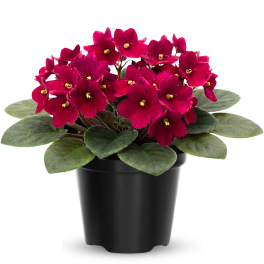 African Violet Live Plant Houseplant in 4" Pot, Blooming Indoor Plant for Home or Office with Vibrant Flowers (Red African Violet)