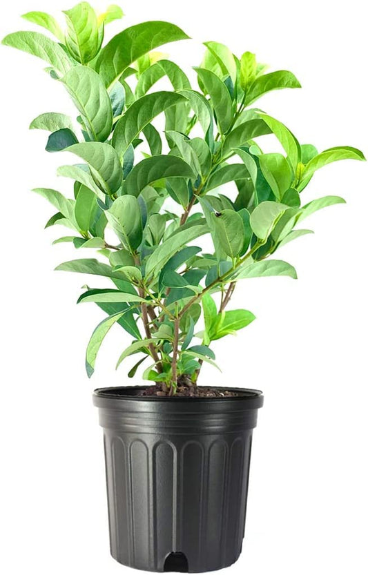 Sweet Viburnum Odoratissimum | 1 Live #1 Size Plants | Fast Growing Evergreen Privacy Screening Shrubs