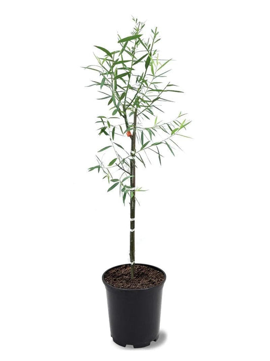 Weeping Willow Tree, 1 Gallon Potted, Fast-Growing Shade Tree | Arbor Day Foundation (Due to Agricultural Laws, Unavailable to CA, CT or AZ)