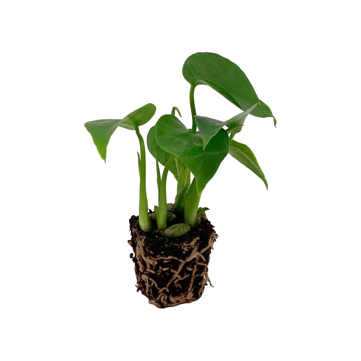 ragnaroc Monstera Deliciosa 2-4" 8ct – Live Plant for Indoor Outdoor Use, Garden & Landscaping – Live Arrival Guaranteed