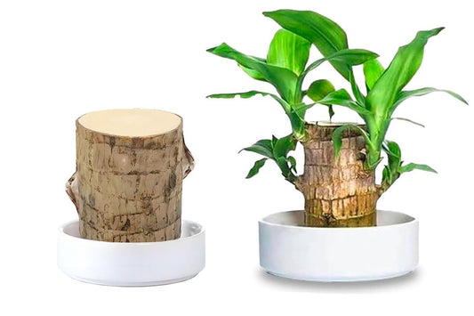 Brazilian Wood Plant,Mini Brazil Lucky Wood,Swelling Stage,Nearing Germination Lucky Tree,Budding Takes just 7-15 Days,Brazilian Tree Perfect for Home,Office Desktop Decoration (Without Panda Statue)