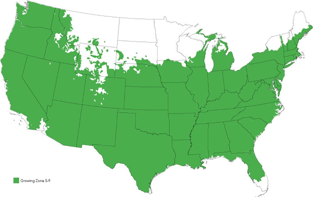 Sawtooth Oak 4-5ft