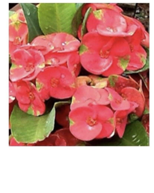 Live Plant - SAB MAHASEDTHEE Crown of Thorns-Euphorbia Milii Christ Plant Starter Plant