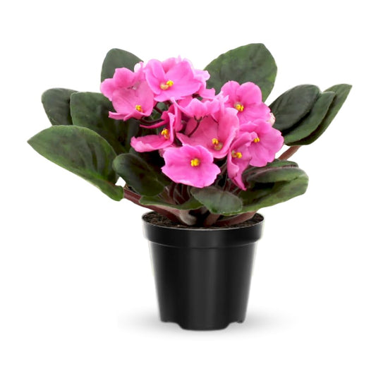 African Violets Live Plants, African Violet Plant Live House Plants, 4 Inc Potted, 4 to 6 Inc Long (Pink)