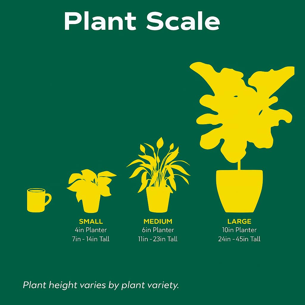 Mahogany Fern | Live Plant for Indoor & Outdoor | for Living Room, Office, Bathroom | (4" Pot)