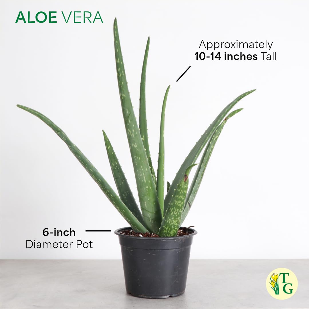 Thorsen's Greenhouse Aloe Vera, Live Indoor Plant, Aloe barbadensis, Easy to Grow, Succulent, Natural Air Purifier, 6" Diameter Pot (Nursery Pot)
