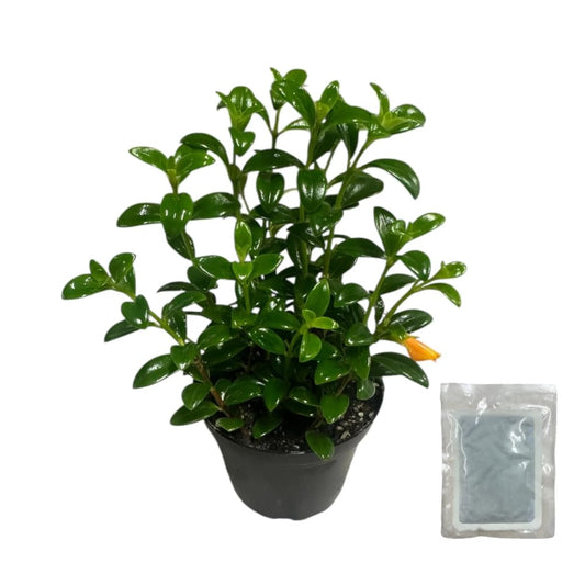 Live Plant, Goldfish Plant, Pet-Friendly, Rare, Indoor Plant, 4 inch Pot by Hopewind Plants Shop (Heat Pack Included)