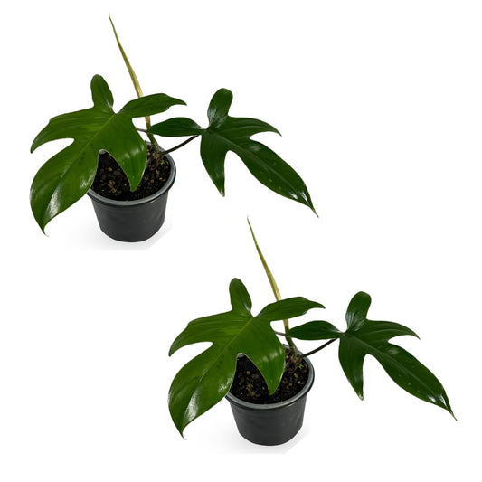 LEAL PLANTS ECUADOR Philodendron Florida Green (Pack of 2)| Exotic Low-Maintenance Houseplant | Perfect for Living Rooms & Indoors | Lush Live Philodendron Plants | Florida Green Indoor Houseplant