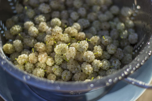 TriStar Plants - White Mulberry Tree - 1 Gallon Pot, 2'-4'ft Tall - No Ship California, Full Sun, Morus Alba, Mulberry Fruit, Fruit Tree, Berries, Edible, Sassafras, Morea Arbol, Shade Tree