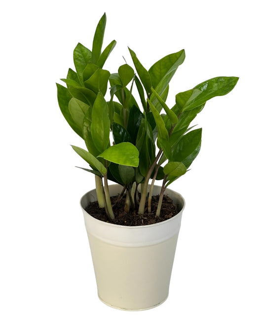 Live ZZ Plant in 5” White Duo-Tone Decorative Metal Pot | Indoor Houseplant, Easy Care| Low Maintenance Plant, Air-Purifying Houseplants
