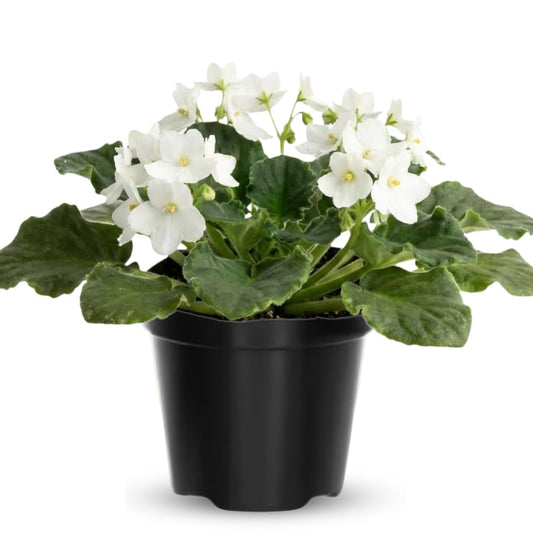 African Violet Live Plant Houseplant in 4" Pot, Blooming Indoor Plant for Home or Office with Vibrant Flowers (White African Violet)