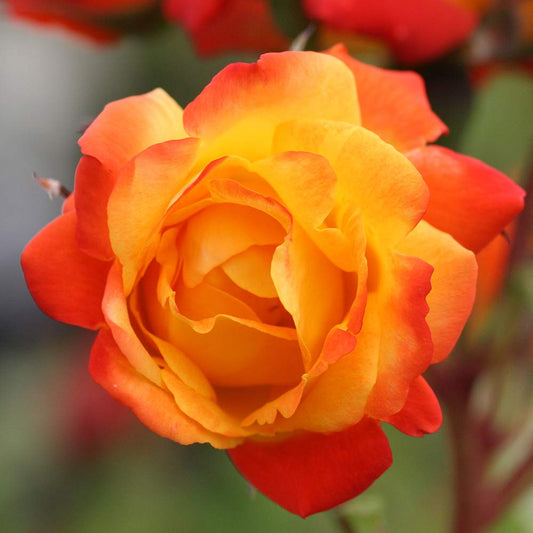 Heirloom Climbing Roses, Live Own Root Plant for Outdoor Garden, Piñata, Lightly Fragrant, Hardiness Zones 5-10, Continual Blooming