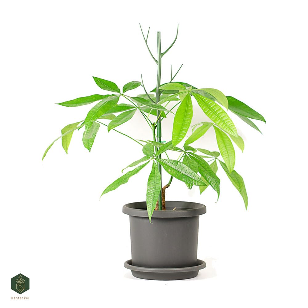 GardenPal 6 Pack 27.56" Detachable Plant Support Stakes - Indoor/Outdoor Monstera, Potted Plants and Climbing Plants, with Orchid Clips, Velcro Straps, Non-Rotting Plastic Natural Branch (Green)