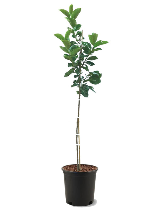 American Plant Exchange Saijo Persimmon Tree, 5 Gallon Pot, 2-3ft Tall, Large Outdoor Landscape Garden Plant, Live Fruiting Plant, Astringent Variety, Fresh Persimmons for Gourmet Recipes
