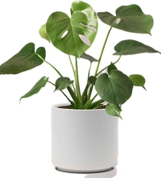 Live Plant - Monstera Adansonii, The Swiss Cheese Plant