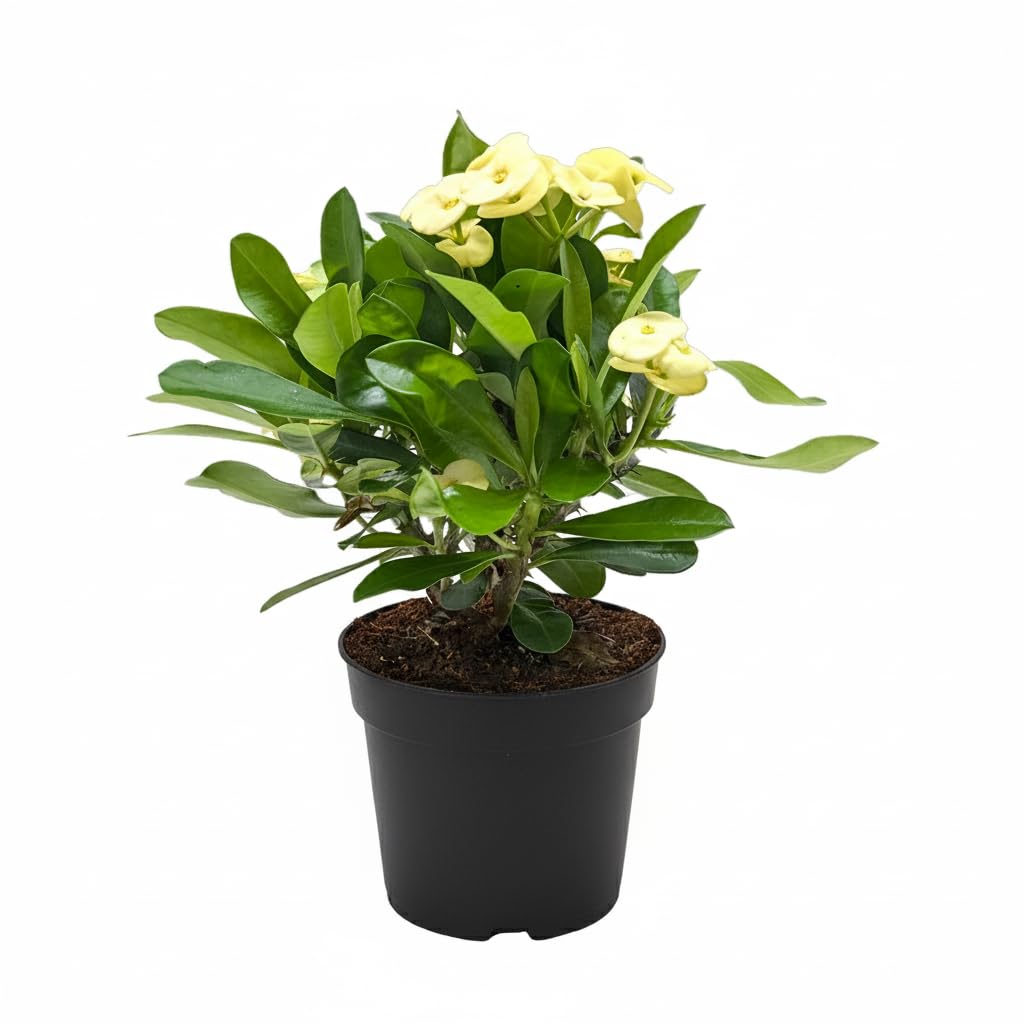 Live Indoor Flowering Houseplants, Yellow Crown of Thorns in 4" Grower Pot, Easy Care Houseplants, Live Plants for Home and Office Decor