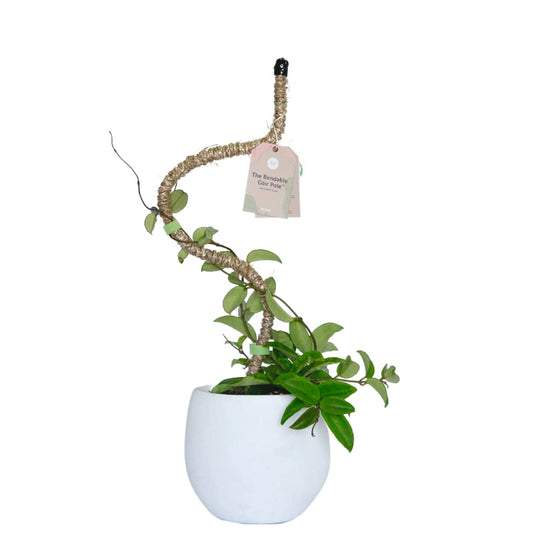 Mossify Bendable Coir Pole for Plants – 30” Premium Manila Coir Moss Pole Monstera Plant Support for Indoor & Outdoor Plant Climbing Support - Comes with Reusable Tape for Durable Plant Pole