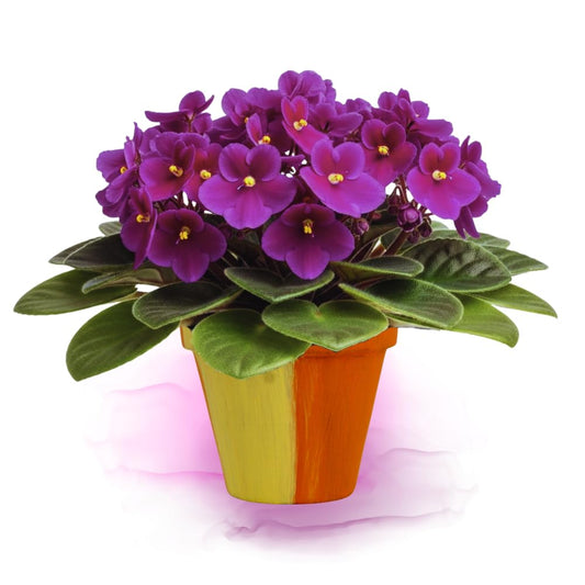 African Violet Live Plant in 4" Pot, Purple African Violets Plants Houseplant Well-Rooted, Indoor Outdoor Blooming, Holiday Flower Bush