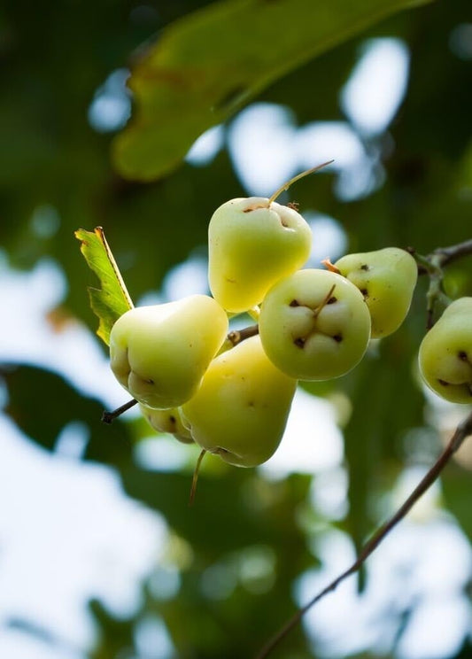 Live Plant - White Pumarose Jambu 1-2Ft