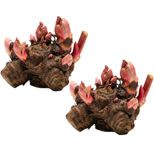 2 Large Rhubarb Crowns Plants for Planting, Big Size 6-7 Inch Crown, Large Stalk in First Year, Hardy Heirloom Rhubarb, Non GMO with Giant Red Stalk
