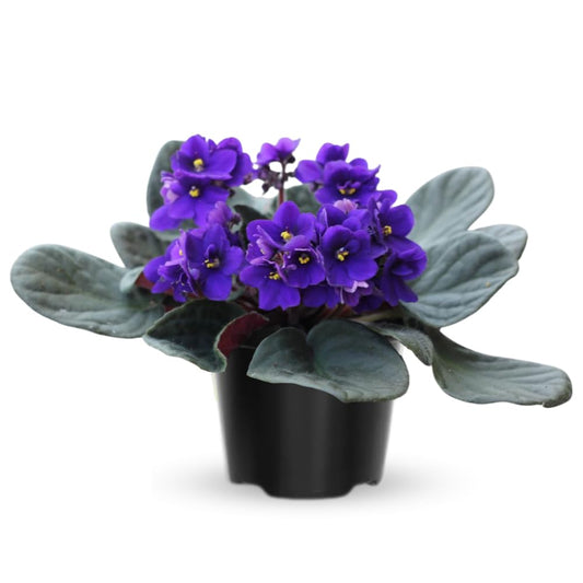 African Violets Live Plants, African Violet Plant Live House Plants, 4 Inc Potted, 4 to 6 Inc Long (Blue)