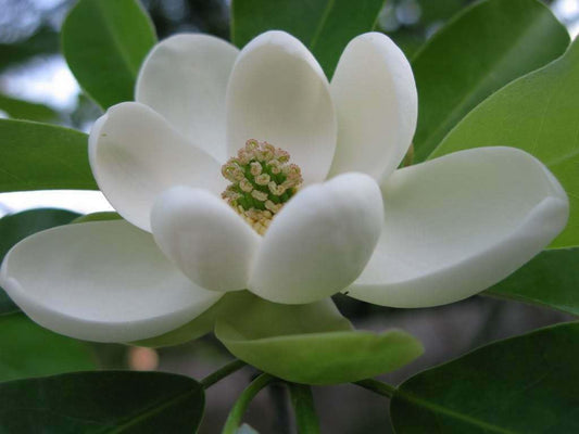 Live Plant - Sweetbay Magnolia Tree - 10-18" Tall Live Plant, Quart Pot - Magnolia virginiana