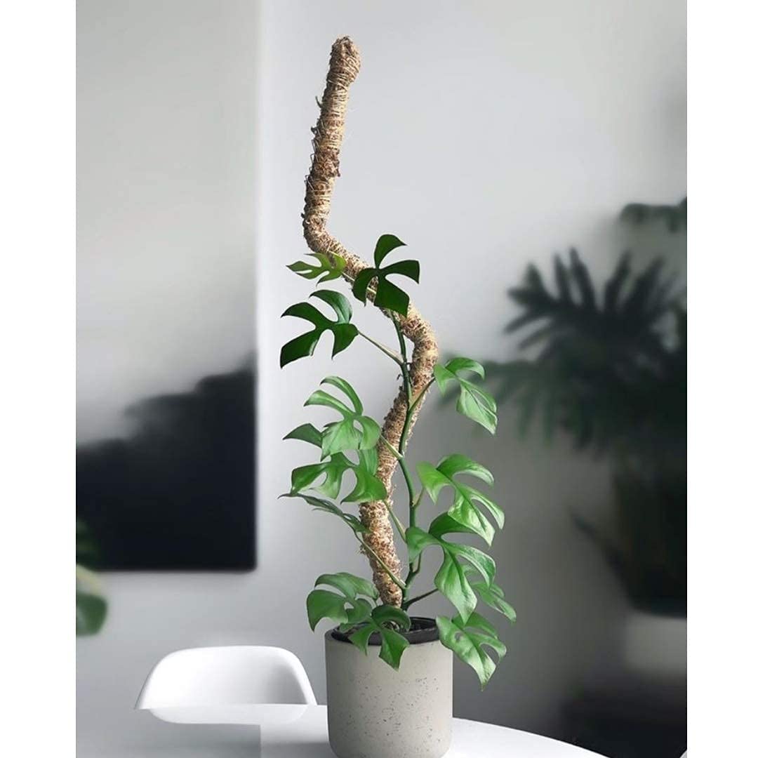 Mossify Bendable Moss Pole 42'' Monstera Plant Support for Climbing Indoor Plants - 100% Sustainably Farmed Moss Pole for Plants Indoor Growth - Flexible Handmade Sphagnum Plant Poles Support