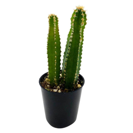 BubbleBlooms Acanthocereus tetragonus Fairy Castle Cactus, in a 2 inch Pot