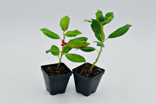 Greenwood Nursery: Live Trees - Nellie R. Stevens Holly Tree + Ilex X - [Qty: 1x 2.5 Pot] - (Click for Other Available Plants/Quantities)