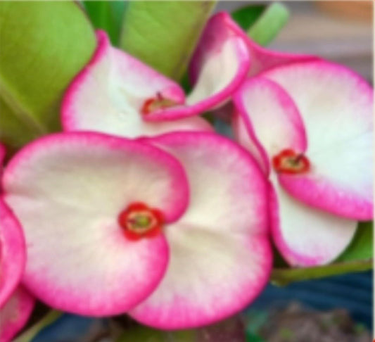 Live Plant - Crown of Thorns-Euphorbia Milii Christ Plant