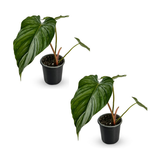LEAL PLANTS ECUADOR Philodendron Pastazanum Silver (Pack of 2)| Live Indoor Tropical Greenery | Elephant Ear Plant | Air-Purifying Houseplants | Perfect for Home, Office |Unique Gift for Plant Lover