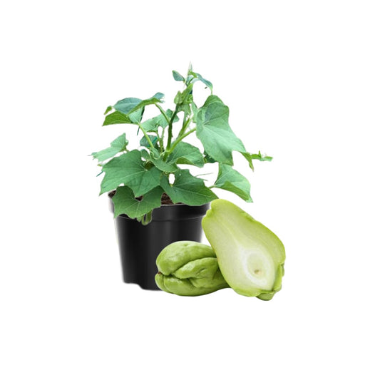Chayote Live Plant, Chayote Squash Rooted, Chayote Vegetable Live Plant for Planting, Live Chayote Plant from 4 to 6 Inc Tall
