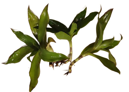 5 Callisia Fragrans, Basket Plant Live Cutting, House Plant Live, 5-7 inches Tall Easy to Plant. in House Plant. Nice Green in desks..Friends to Animal Easily to take Care.