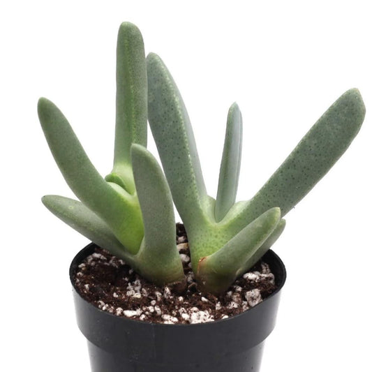 Live Lobster Claw Plant Cheiridopsis Candidissima | 4" Potted Succulent | Low Maintenance, Well-Rooted Desk Plant for Modern Interiors