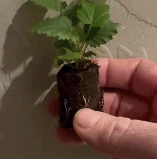 Live Plant - 4 Glencoe Raspberry Plants Purple Live Plant Fruit