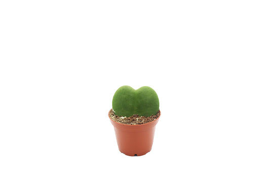 Hoya Kerrii Single Leaf - 3" from California Tropicals