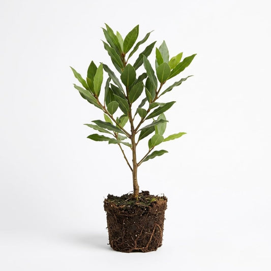 Bay Laurel Plant, Bay Leaf Plant Live, 4-6 Inch Size, Low Maintenance Aromatic Herb for Sunny Porches and Home Décor