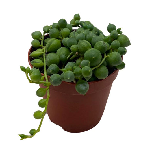 BubbleBlooms String of Pearls, Beads, peas Senecio rowleyanus Curio Rosary Plant in 2 inch Pot
