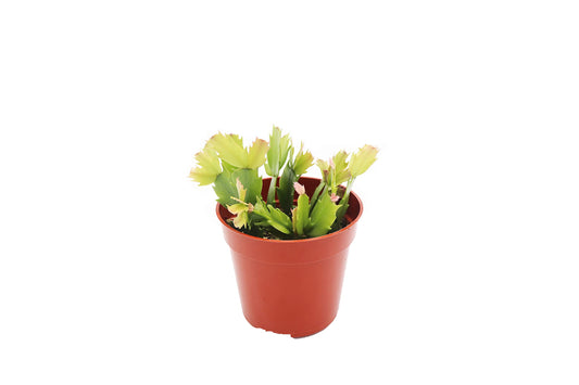 Orange Holiday Cactus, Christmas and Thanksgiving Hybrid- 4'' from California Tropicals