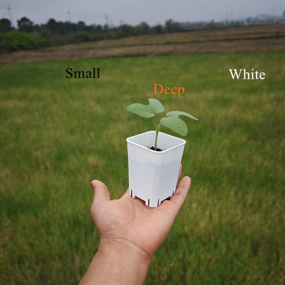 BangQiao 120 Pack 2.40 Inch Small White Plastic Square Nursery and Seedling Pot, Deep Transplant Seed Starter Planter with Drain Hole for Germination, Herb, Succulent