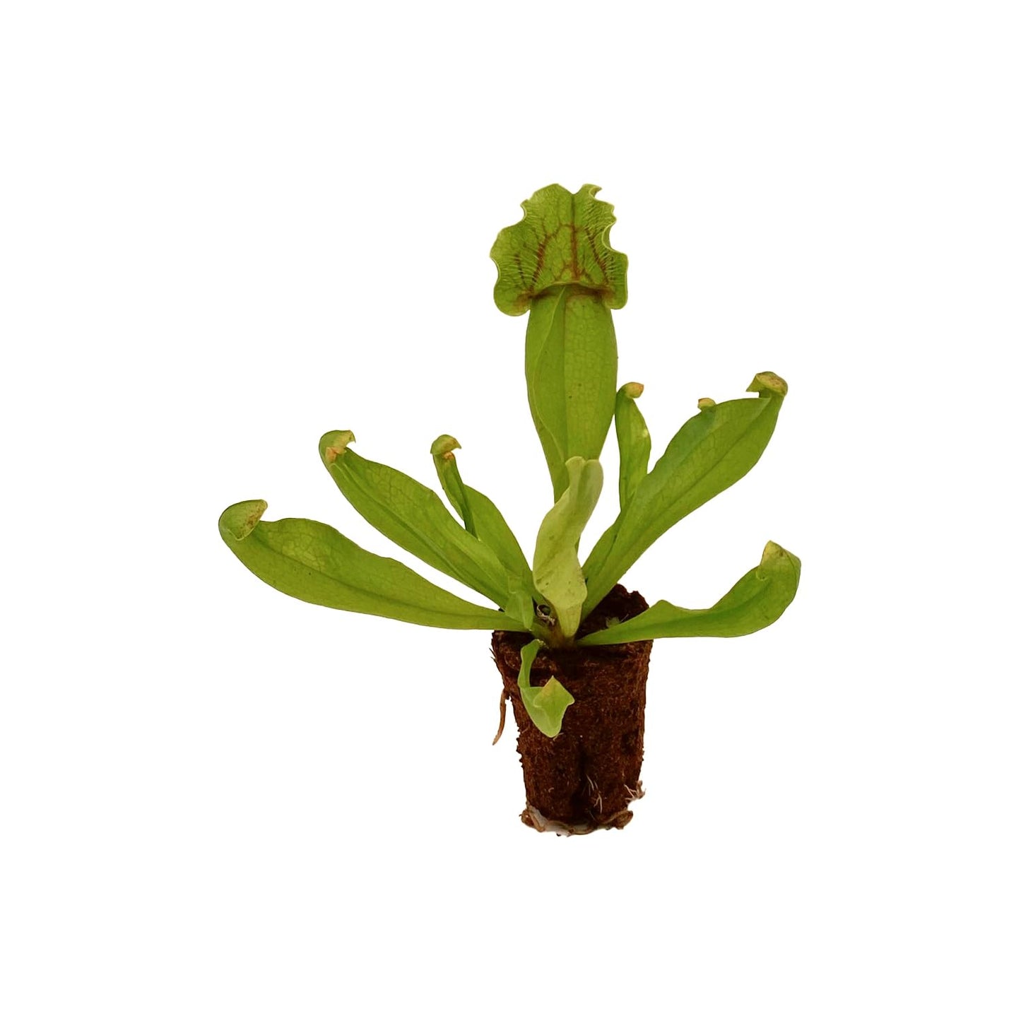 ragnaroc Sarracenia Purpurea SSP. Venosa 2-4" (Purple Pitcher Plant) 4ct – Live Plant for Indoor Outdoor Use, Carnivorous Plants – Live Arrival Guaranteed