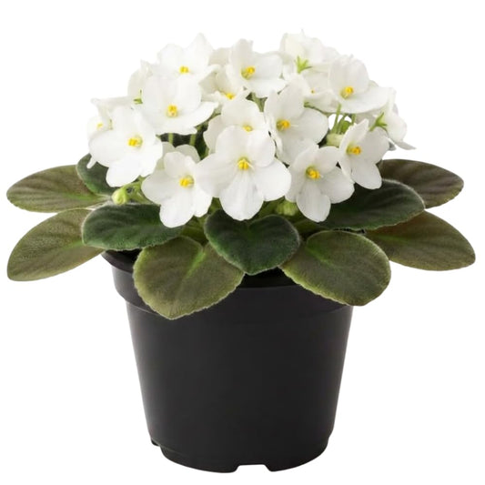 White African Violets Live Plants, 4 Inch Pot African Violet Plant, Vibrant Flowers, Perennial Flowering Houseplant