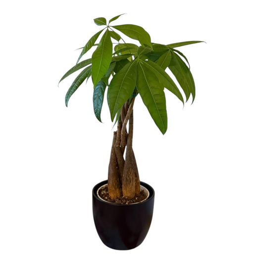 Hopewind Plants Shop Money Tree Live Plant | 14-22 Inches Tall Bonsai | Easy to Grow Indoor Houseplant | Home, Office, or Room Decor | Birthday, Housewarming Gift (Black)