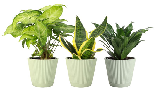 Thorsen's Greenhouse Live Low Light Houseplants (3 Pack), Easy to Grow Indoor Plants, Grower's Choice Bundle, 4-inch Diameter Established Plants, Decorative Sage Ruffled Pot (3-Pack)