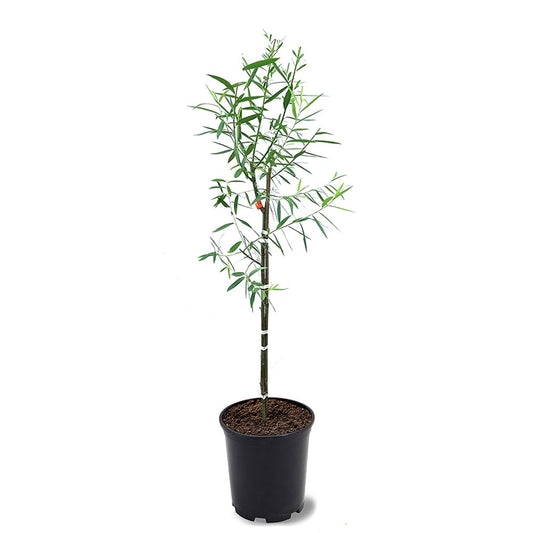 Weeping Willow, Deciduous, Fast-Growing, Shade Tree, 2-3 ft Tree Height, 1 gal Nursery Pot (Due to Agricultural Laws, we Cannot Ship to CA, AZ, AK, or HI)